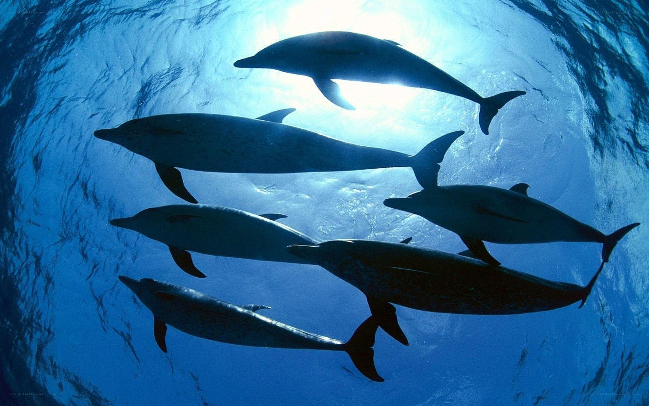 dolphins swimming underwater