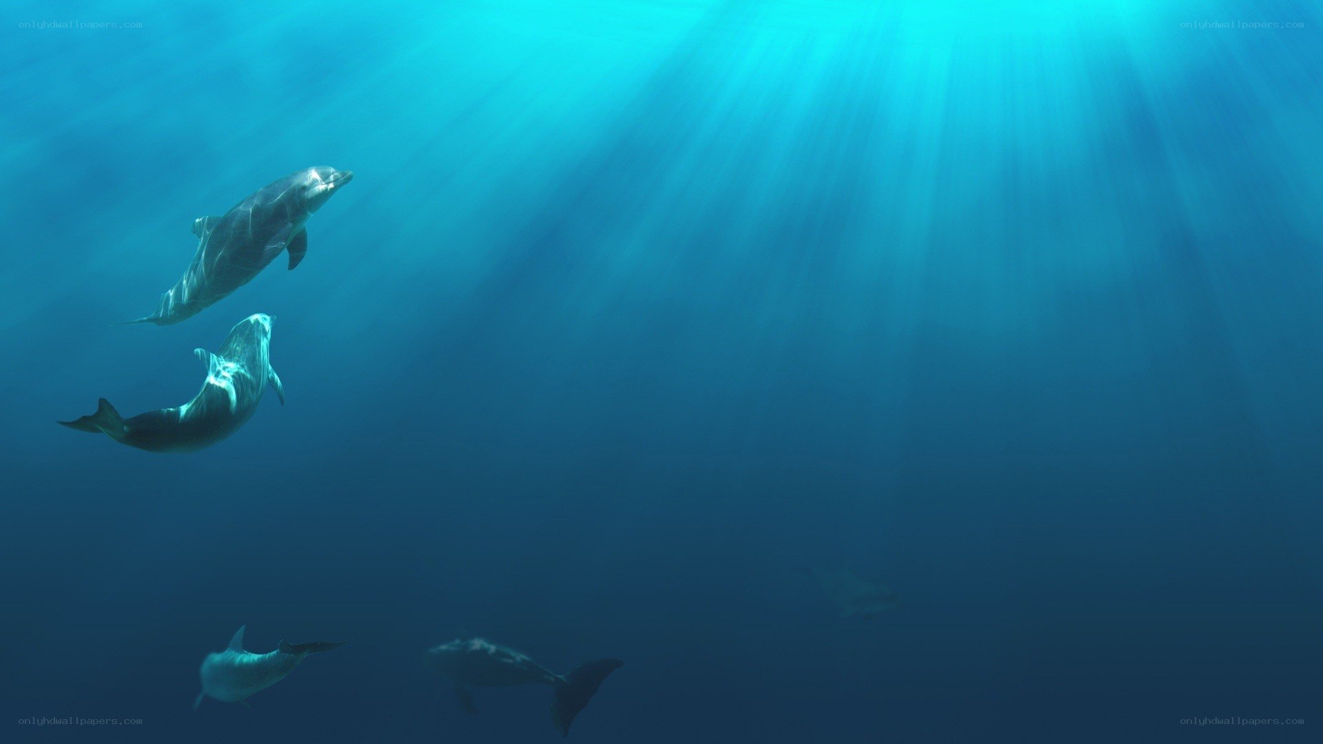 dolphins swimming underwater