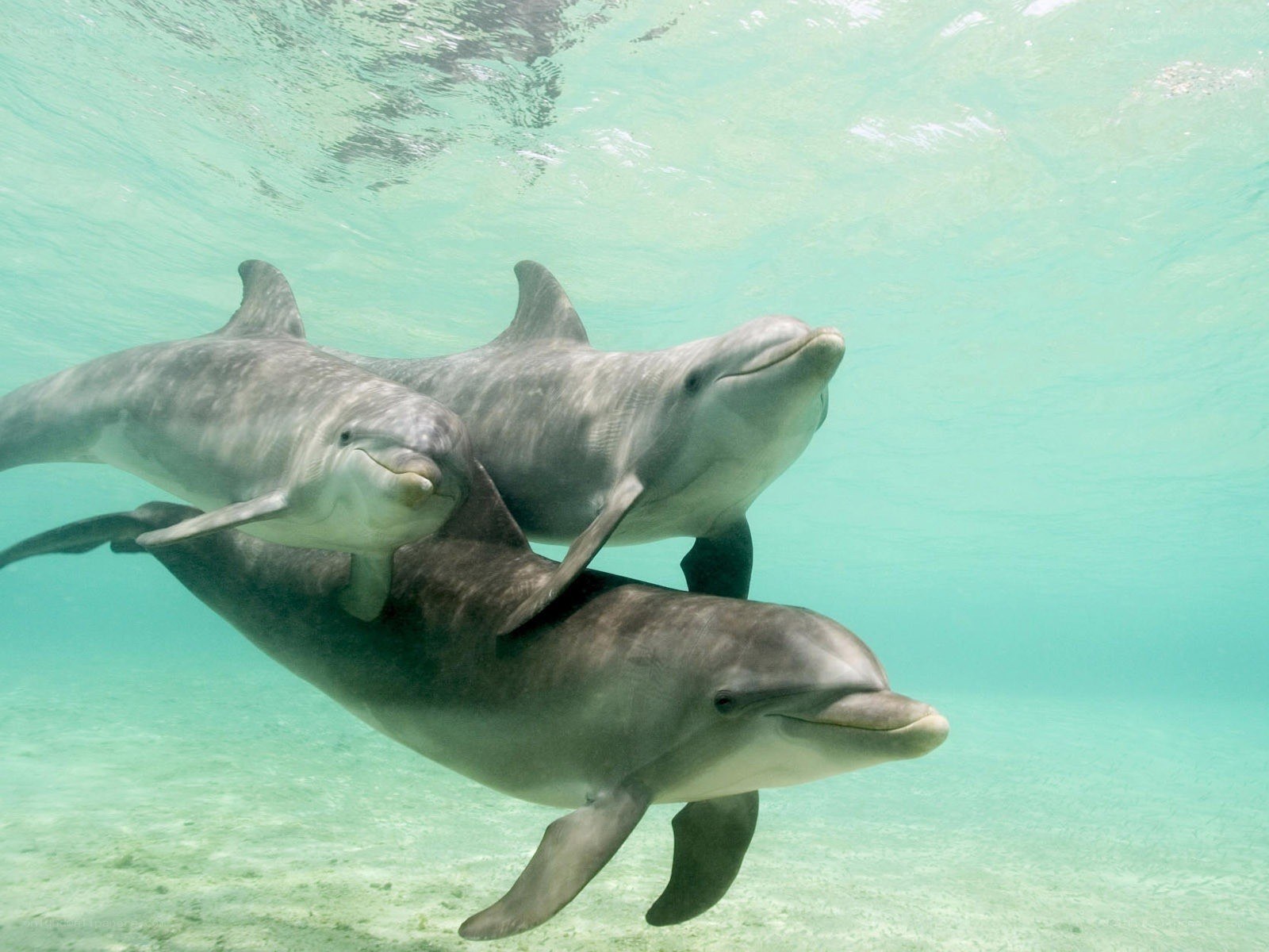 Dolphins swimming underwater