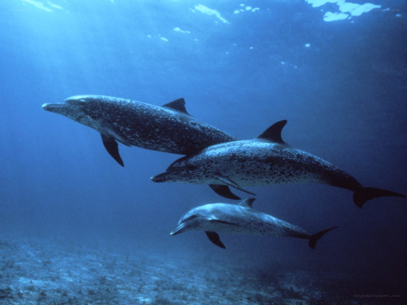 Dolphins swimming underwater