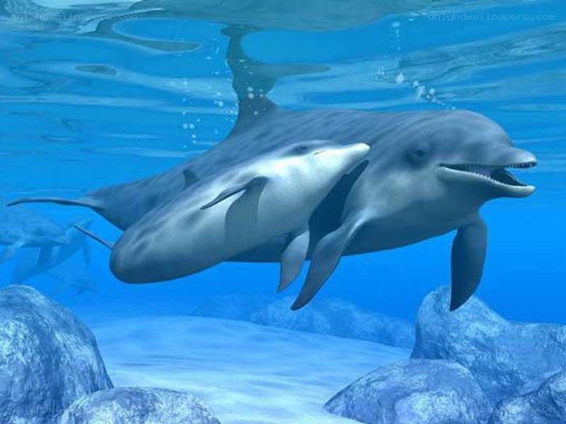 Dolphins swimming underwater