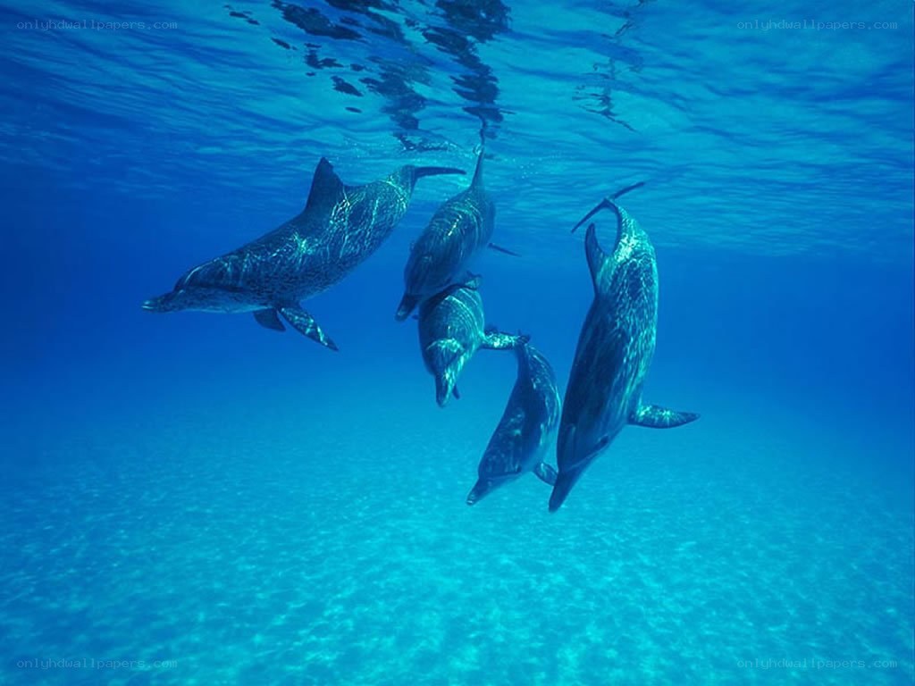 dolphins swimming underwater
