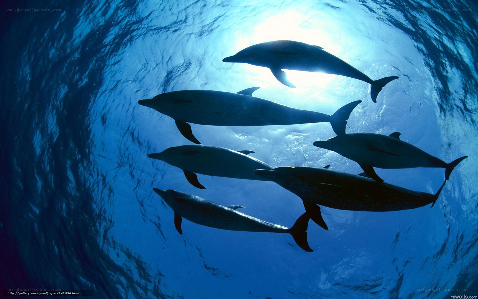 dolphins swimming underwater
