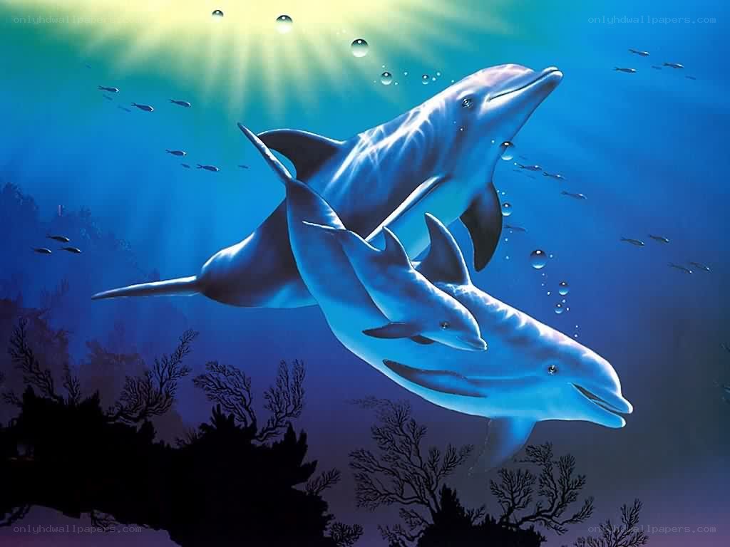 Dolphins swimming underwater
