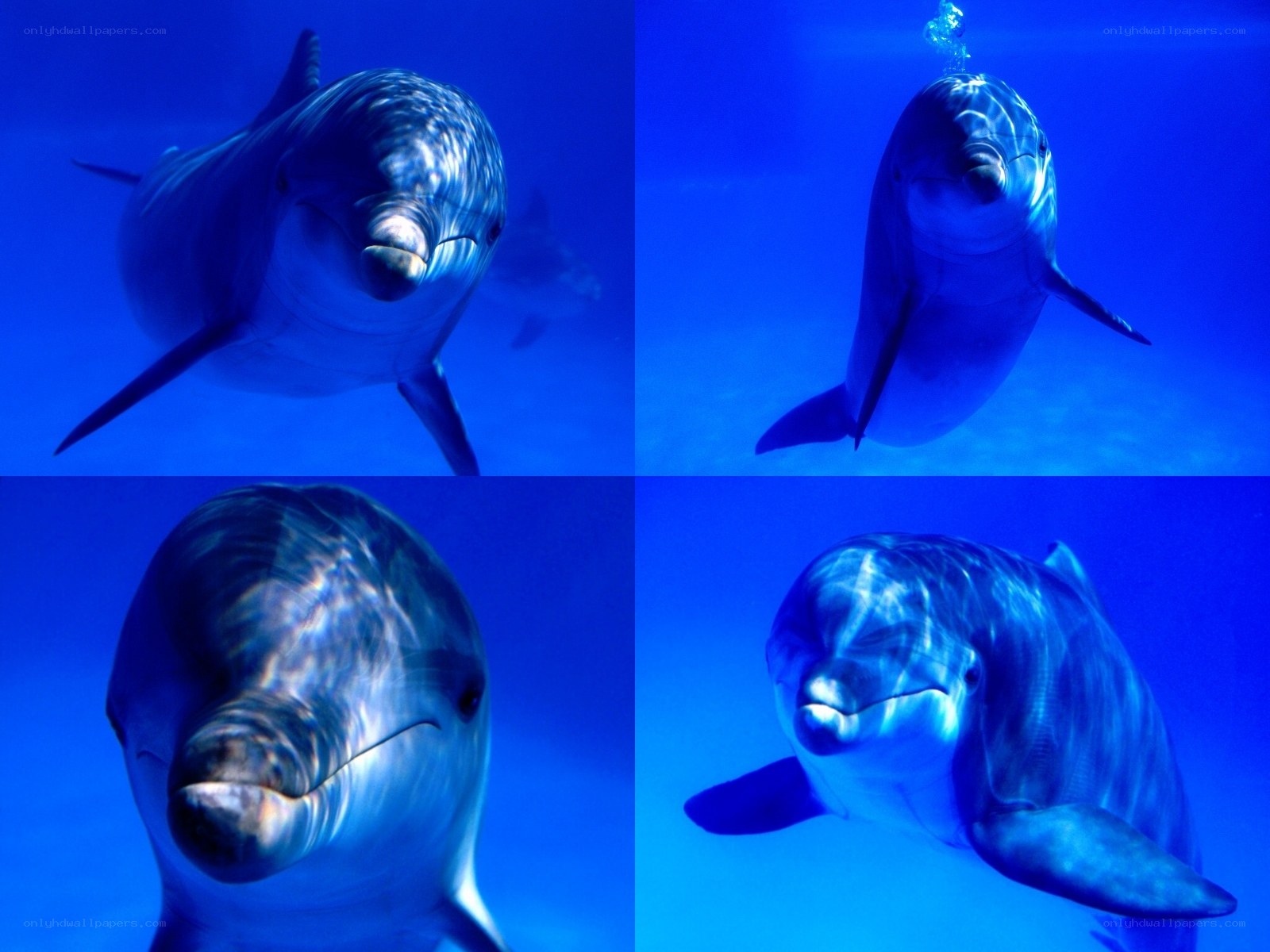 Dolphins swimming underwater