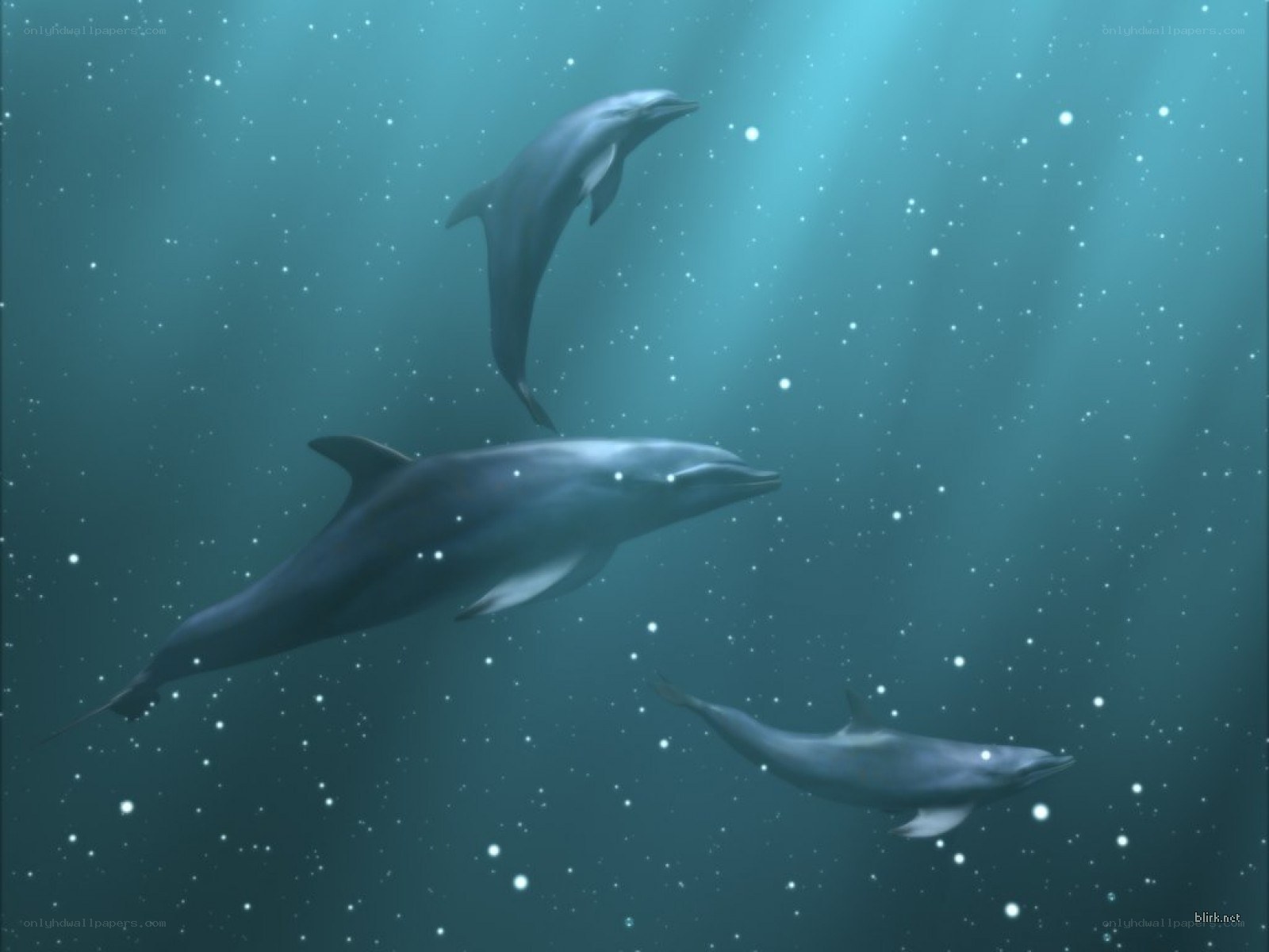 Dolphins swimming underwater