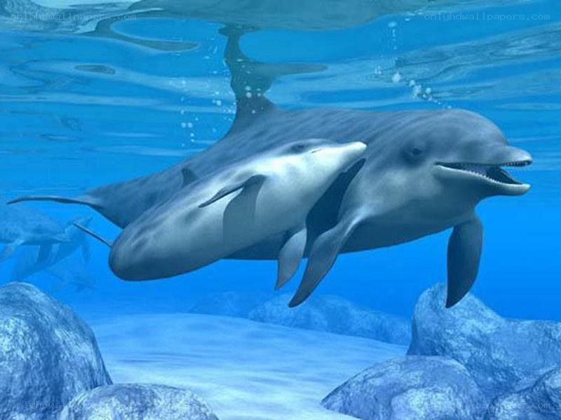 Dolphins swimming underwater