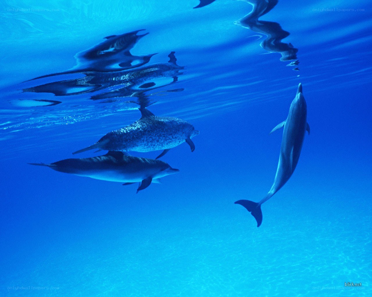 Dolphins swimming underwater