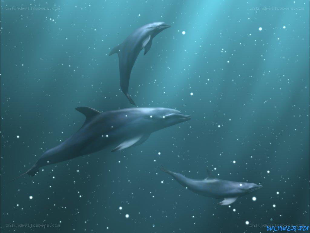 Dolphins swimming underwater