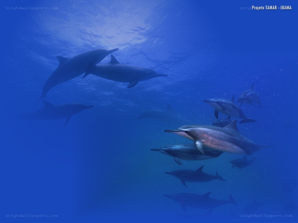 Dolphins swimming underwater
