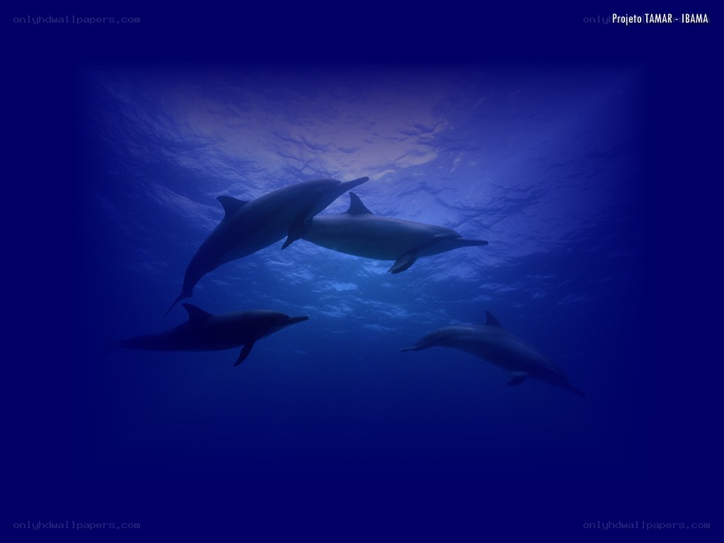Dolphins swimming underwater