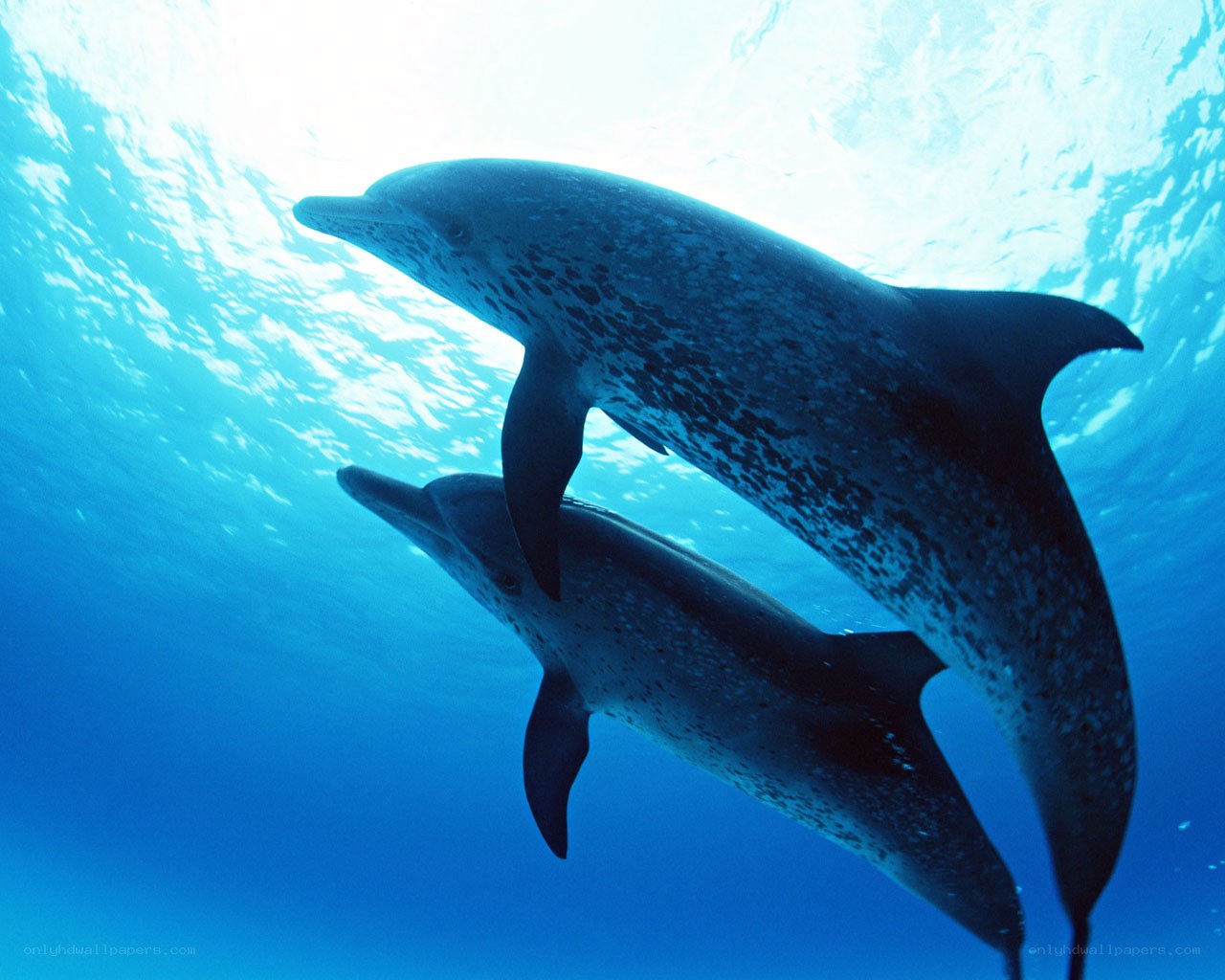 Dolphins swimming underwater