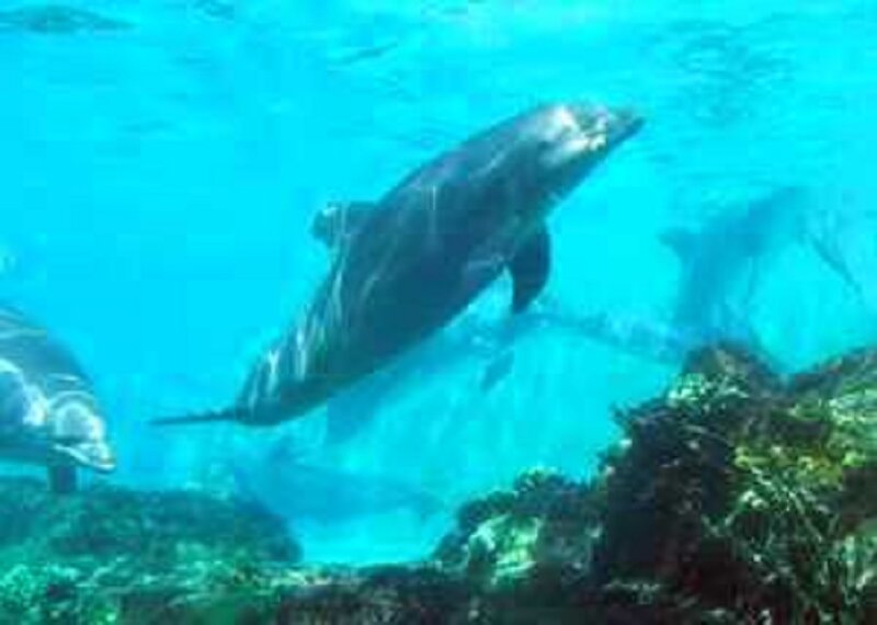 Dolphins Swimming Underwater — Blue, Calm