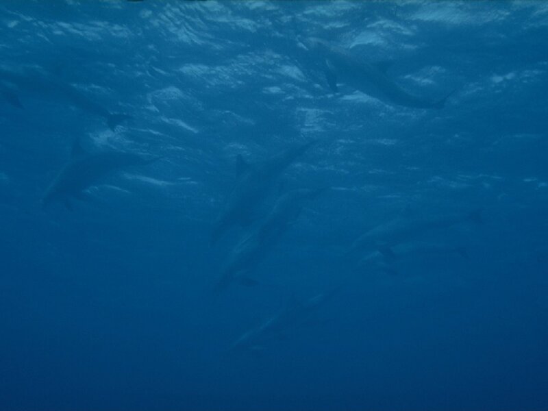 Dolphins Swimming Underwater — Blue, Photograph
