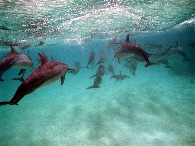 Dolphins Swimming Underwater — Blue, Serene, Afternoon, Photograph, Ocean, Sand