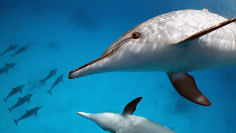 Dolphins Swimming Underwater — Blue, Serene, Afternoon, Photograph, Ocean, School of Dolphins