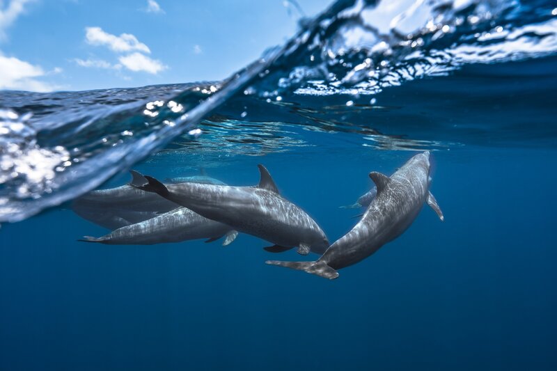 Dolphins Swimming Underwater — Blue, Serene, Afternoon, Photograph, Ocean, Sky