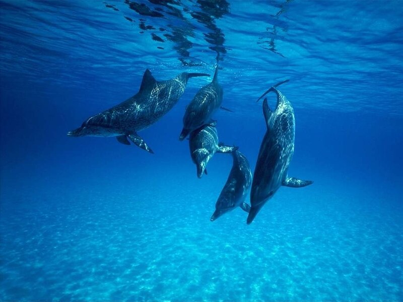 Dolphins Swimming Underwater — Blue, Serene, Afternoon, Photograph, Ocean, Sunlight, Sand