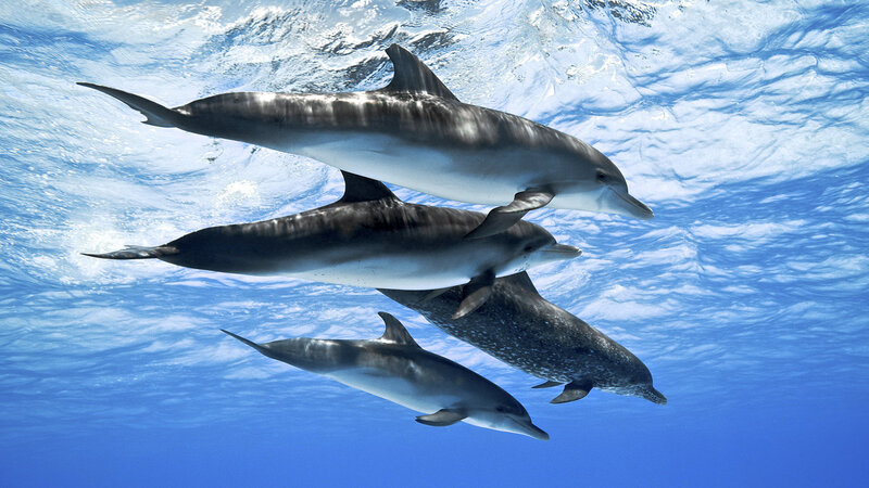 Dolphins Swimming Underwater — Blue, Serene, Afternoon, Photograph, Ocean