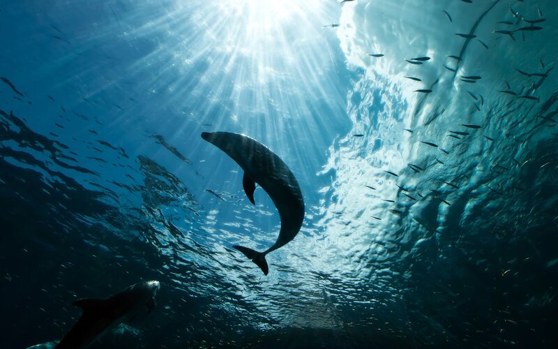 Dolphins Swimming Underwater — Blue, Serene, Afternoon, Photograph, Sunlight, Fish