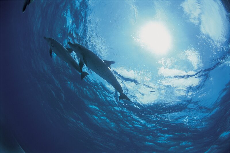 Dolphins Swimming Underwater — Blue, Serene, Afternoon, Photograph, Sunlight, Ocean Surface