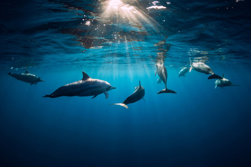 Dolphins Swimming Underwater — Blue, Serene, Afternoon, Photograph, Sunlight, Ocean