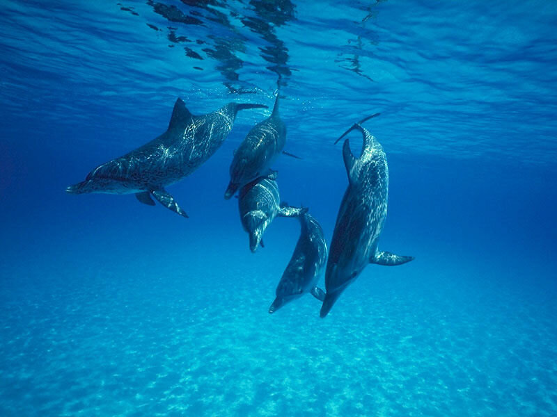 Dolphins Swimming Underwater — Blue, Serene, Afternoon
