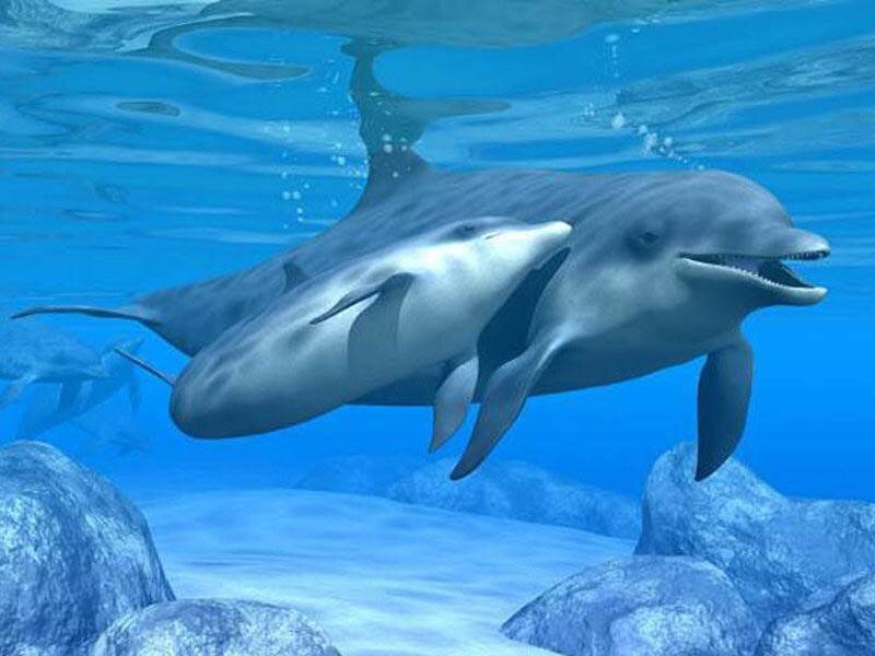 Dolphins Swimming Underwater — Blue, Serene, Digital Art, Rocks, Bubbles