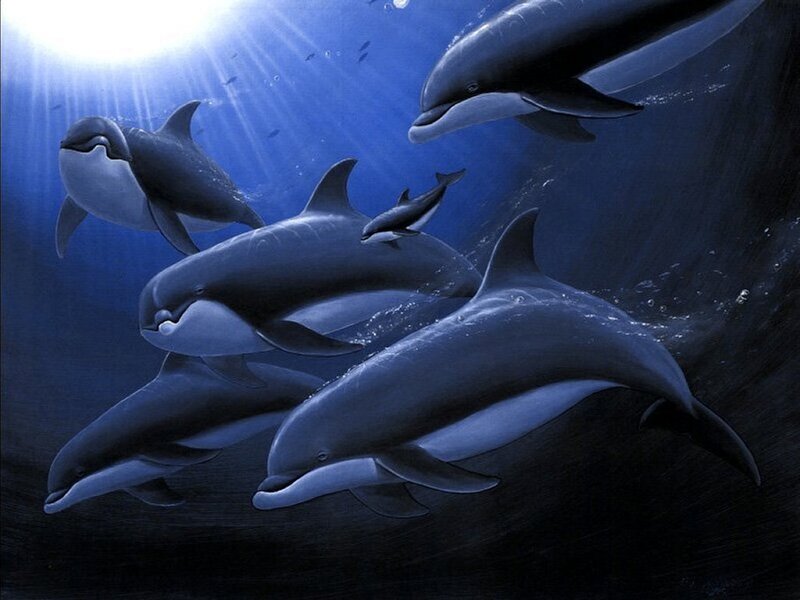 Dolphins Swimming Underwater — Blue, Serene, Morning