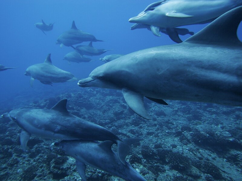 Dolphins Swimming Underwater — Blue, Serene, Photograph, Ocean, Coral Reef, Fish, Gray