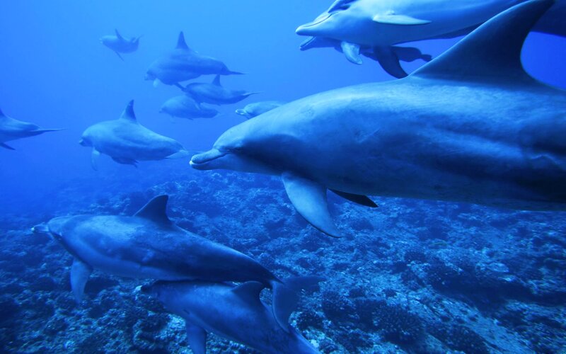 Dolphins Swimming Underwater — Blue, Serene, Photograph, Ocean, Coral Reef