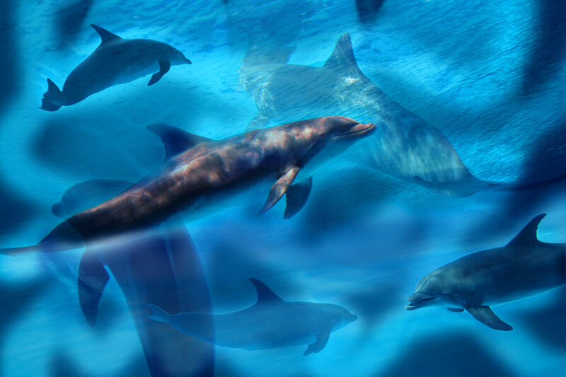 Dolphins Swimming Underwater — Blue, Serene, Photograph, Ocean, Light Rays