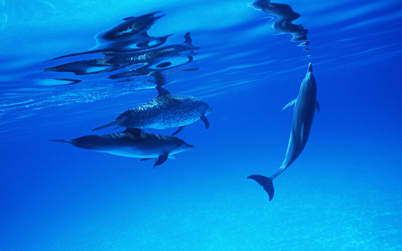 Dolphins Swimming Underwater — Blue, Serene, Photograph, Ocean, Surface Reflection
