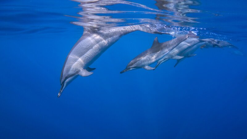 Dolphins Swimming Underwater — Blue, Serene, Photograph, Ocean, Surface