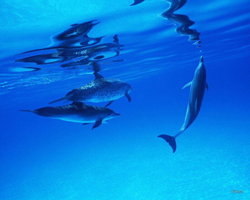 Dolphins Swimming Underwater — Blue, Serene, Photograph, Ocean, Surface, White