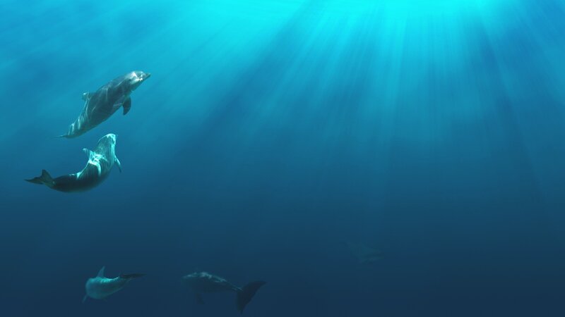 Dolphins Swimming Underwater — Blue, Serene, Photograph, Sunlight, Ocean, Cyan