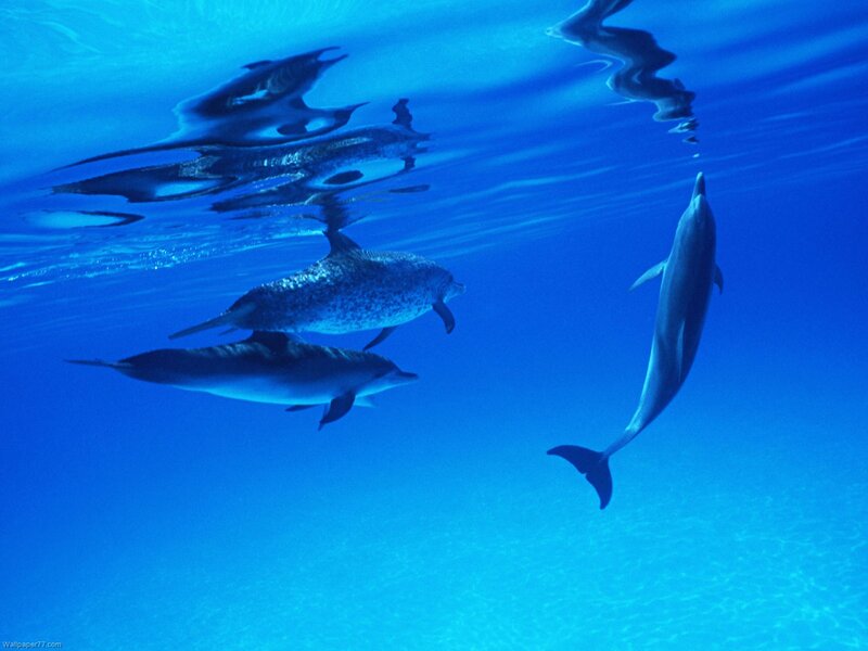 Dolphins Swimming Underwater — Blue, Serene, Photograph, Surface Reflection