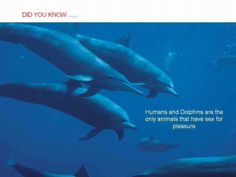 Dolphins Swimming Underwater — Blue, Serene, Photograph