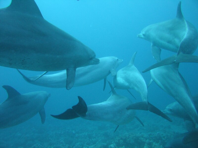 Dolphins Swimming Underwater — Gray