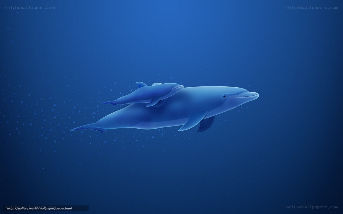 Dolphins swimming underwater