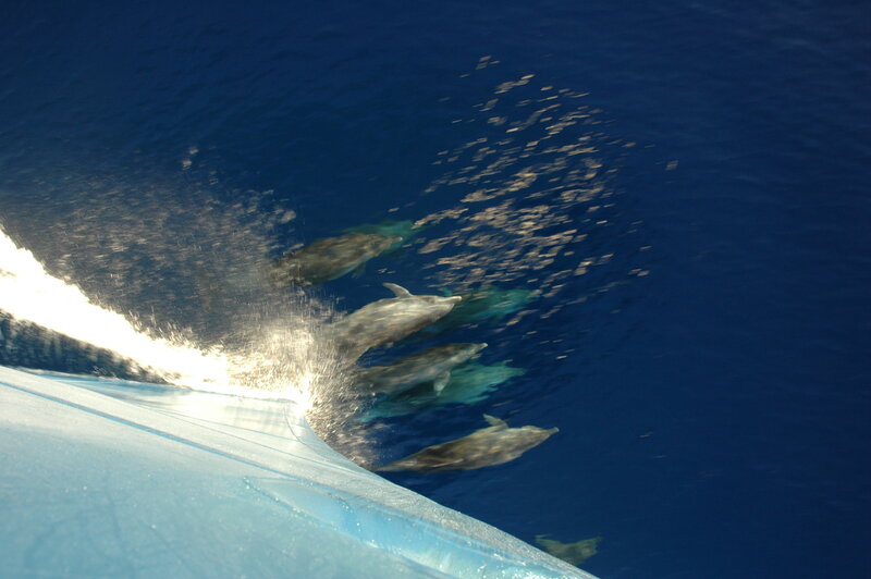 Dolphins swimming with a boat