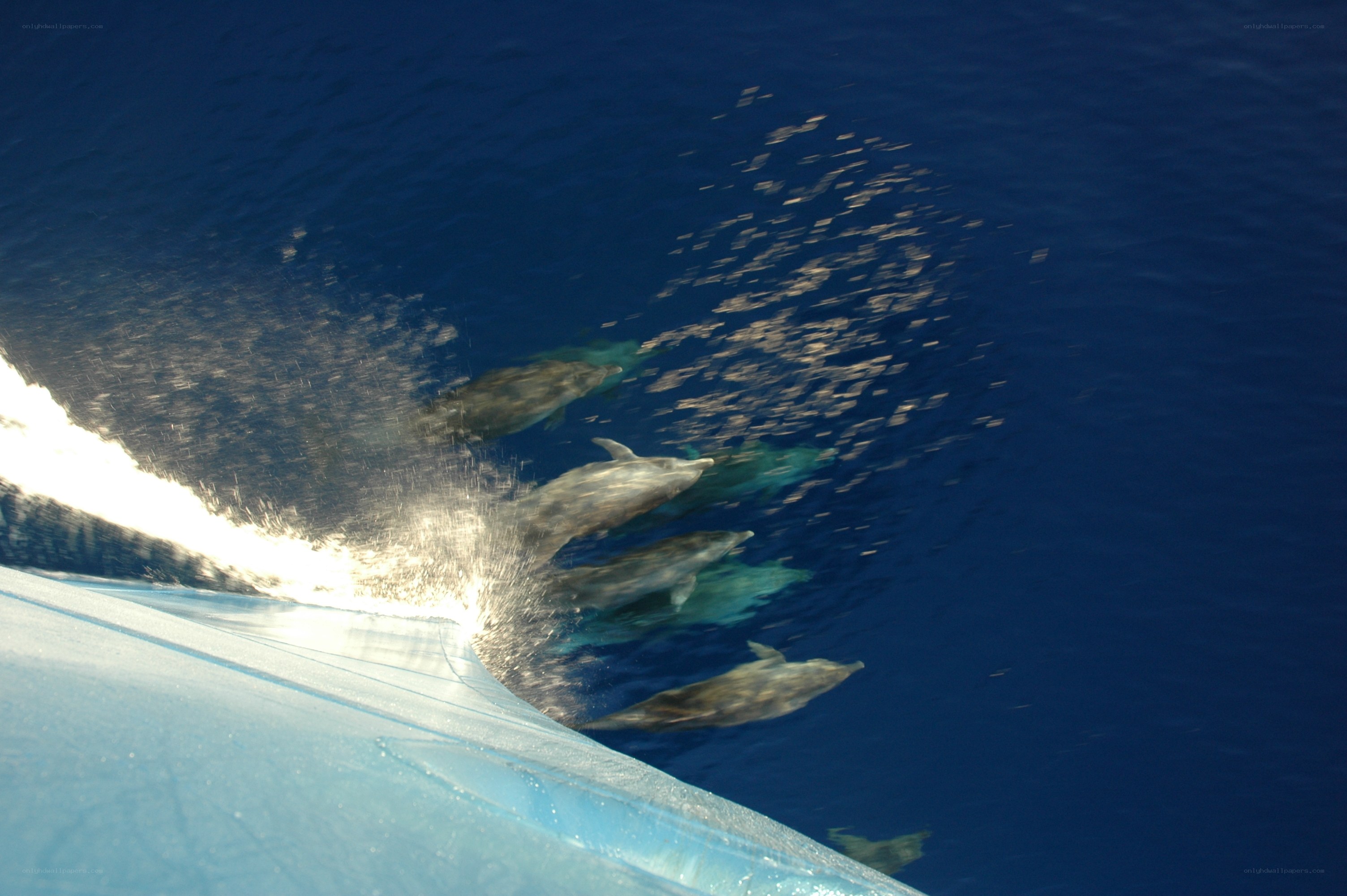 Dolphins swimming with a boat