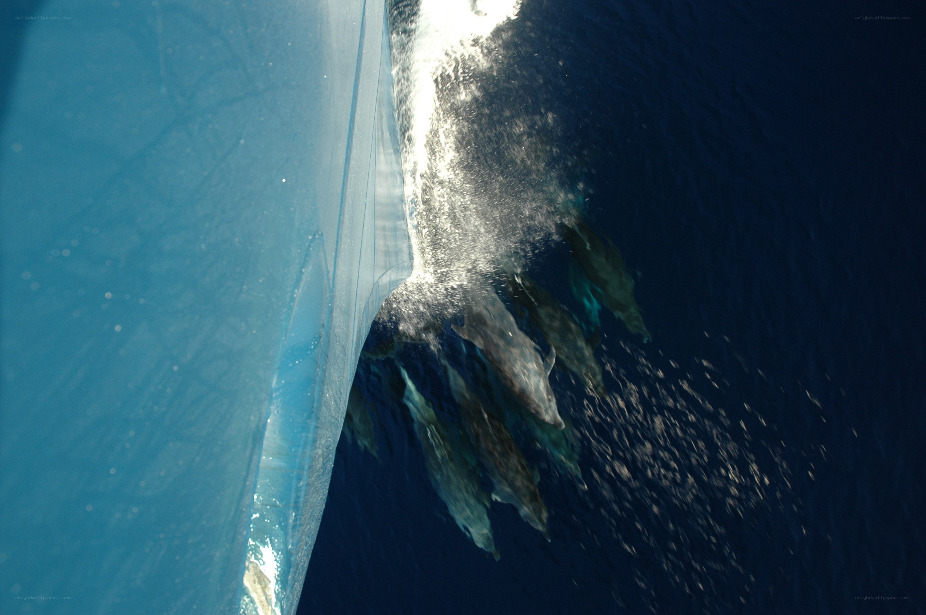 Dolphins swimming with a boat