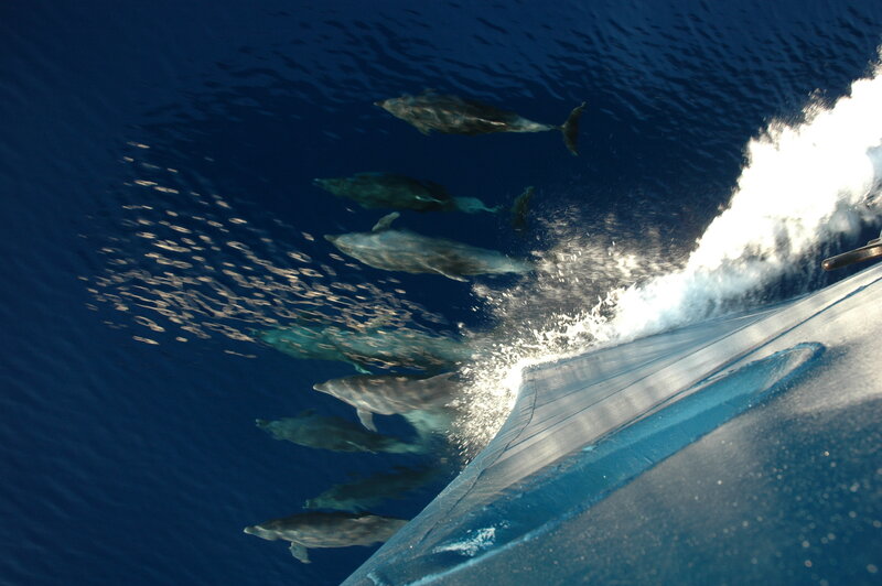 Dolphins swimming with a boat