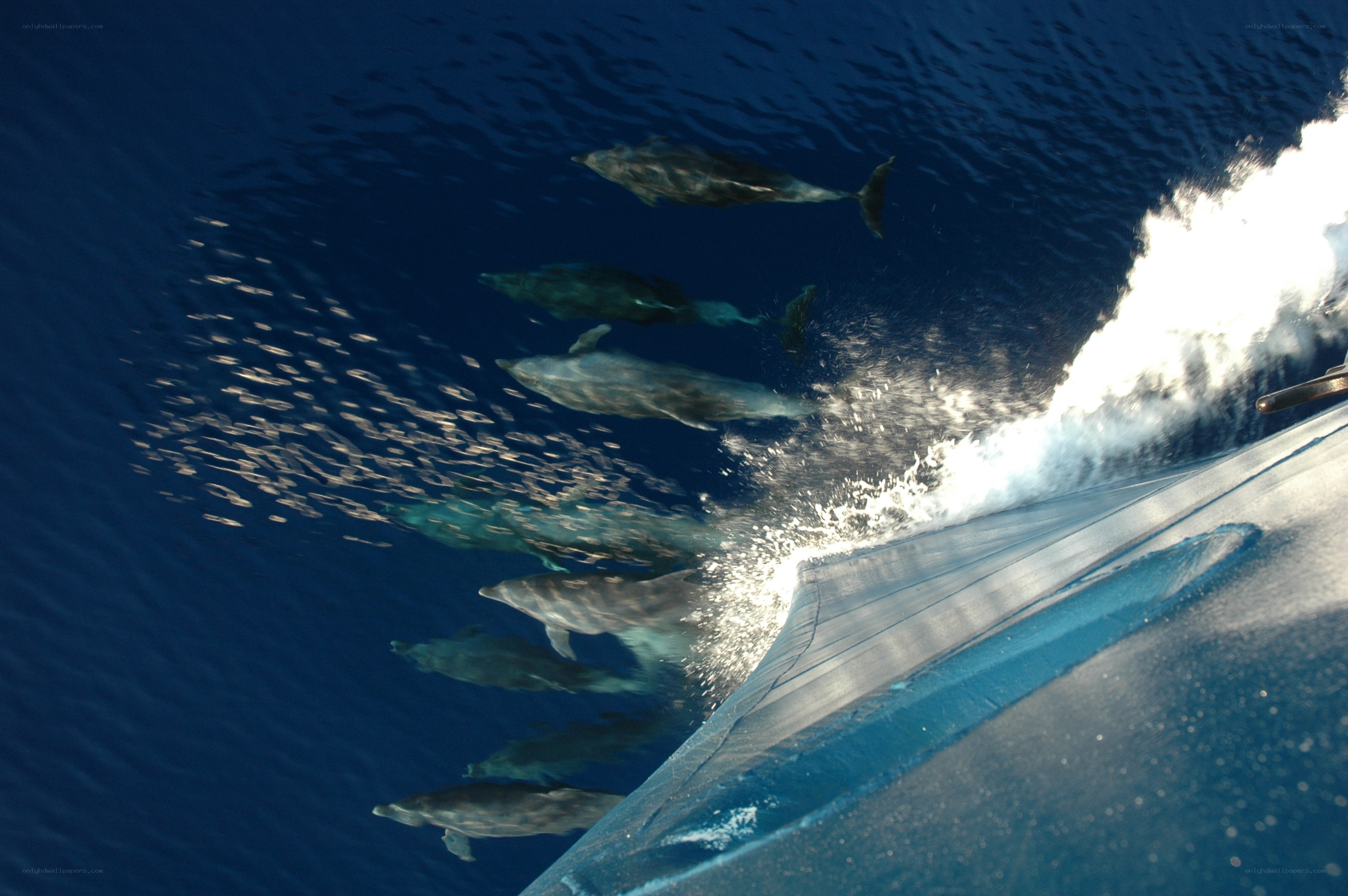 Dolphins swimming with a boat