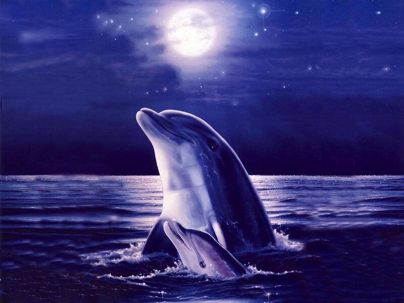 Dolphins under the moonlight