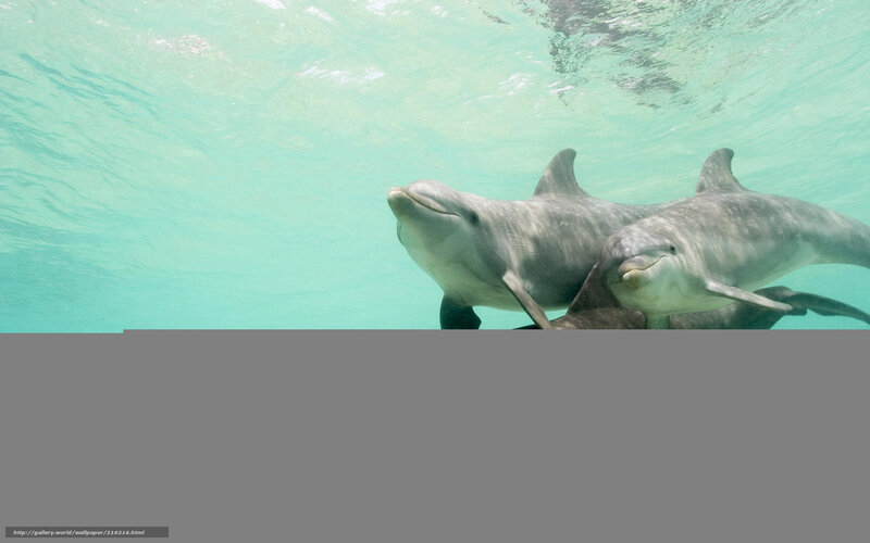 Dolphins Underwater