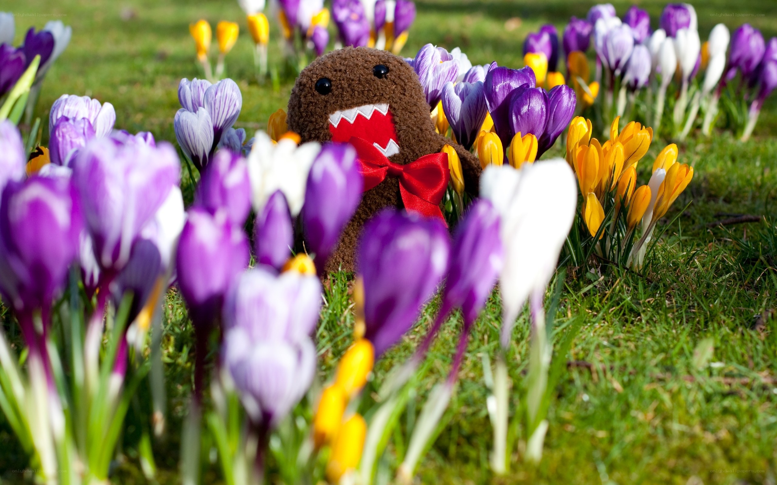 Domo plush among crocuses