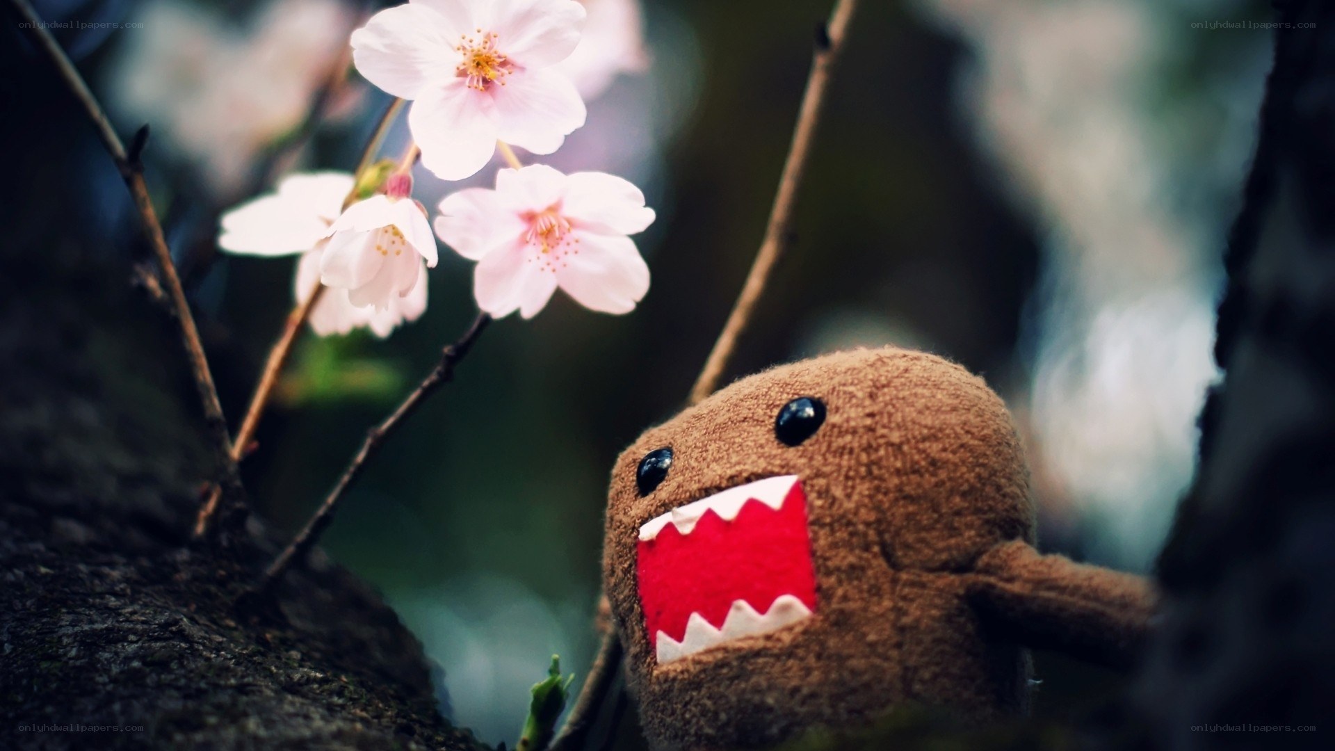 Domo plush with cherry blossoms
