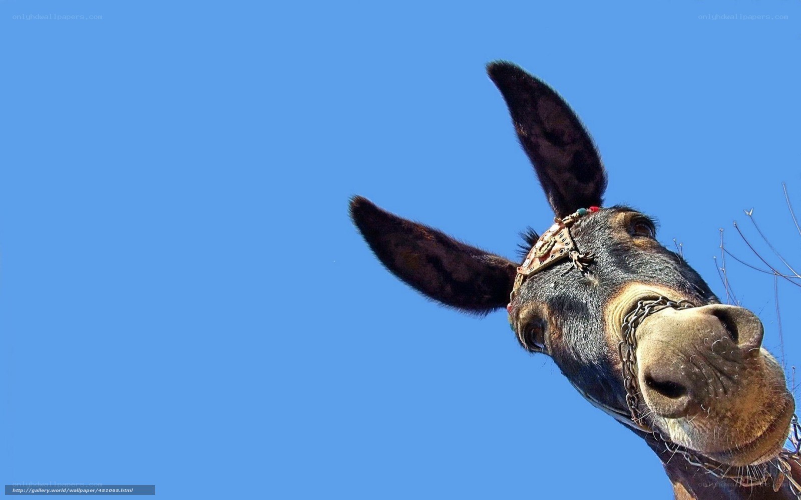 donkey against blue sky